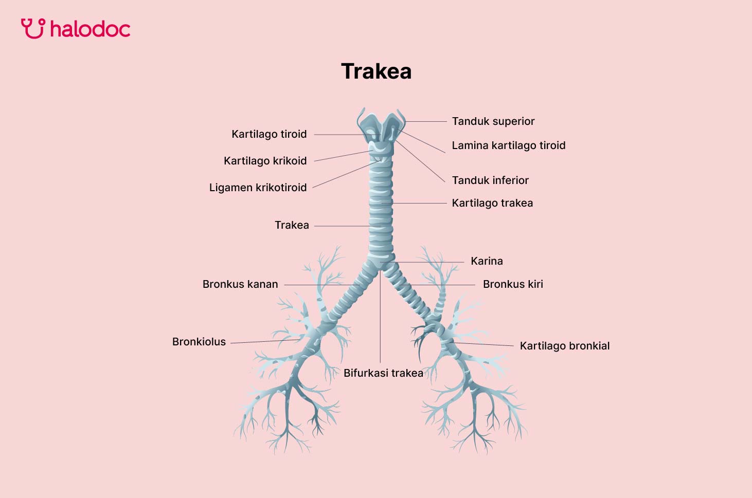 Trakea, Ini Fungsinya pada Sistem Pernapasan dan Gangguan yang Bisa Muncul