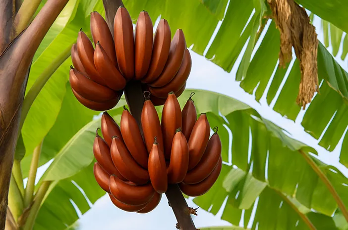 Manfaat Pisang Merah: Nutrisi, Kesehatan, dan Lainnya