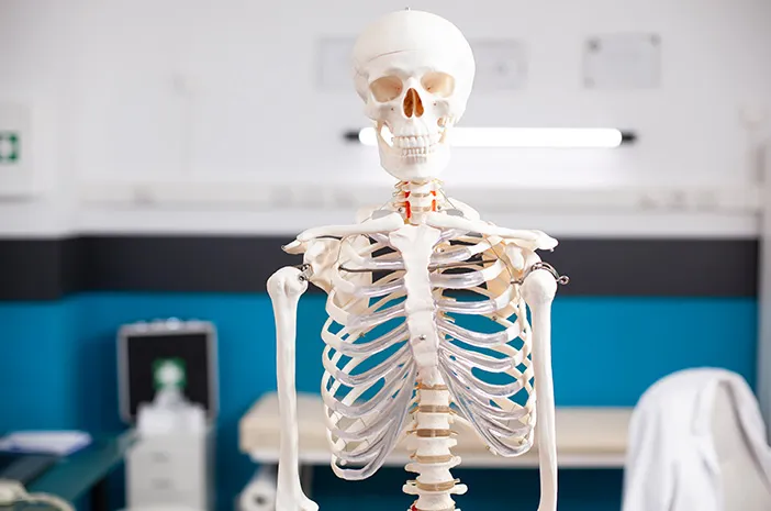 Jumlah Tulang Rusuk Manusia: Fakta Penting dan Fungsinya
