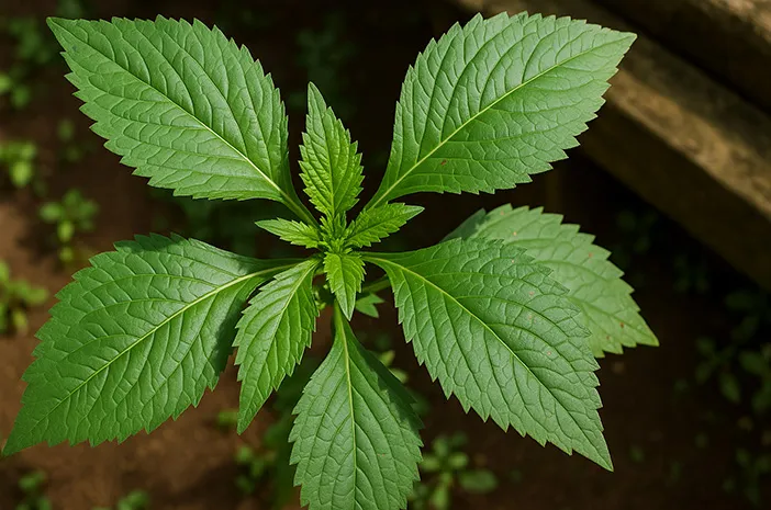 Daun Sintrong: Manfaat dan Cara Olah untuk Sehat Alami