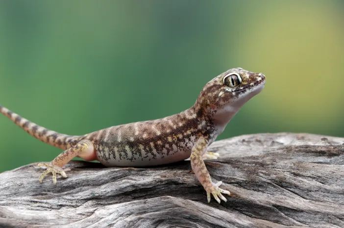 Tokek Berbahaya? Fakta Gigitan, Penyakit, dan Tips Aman