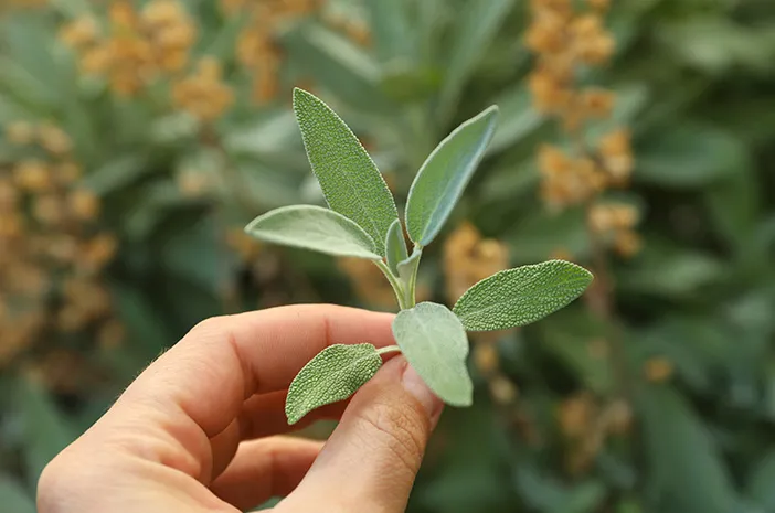 Tanaman Sage: Panduan Lengkap, Mudah Ditanam!