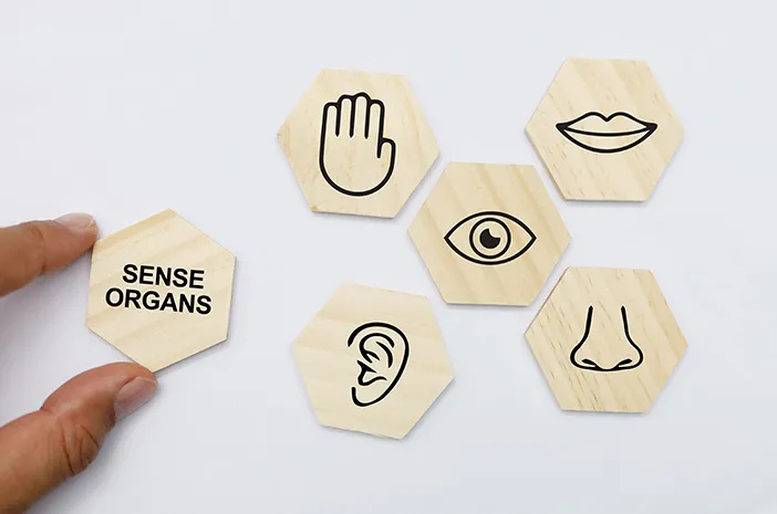 Kenali 5 Indra Manusia: Fungsi dan Contohnya
