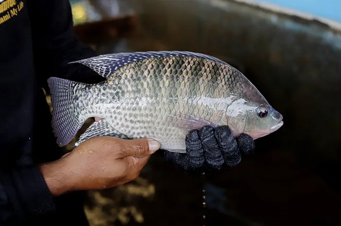 4 Jenis Ikan Nila dan Kandungan Nutrisinya Bagi Kesehatan