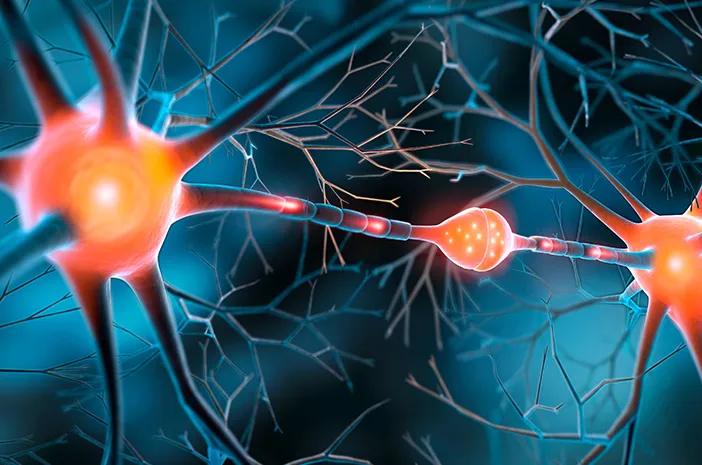 Nerves (Saraf): Pengertian, Fungsi, dan Jenisnya