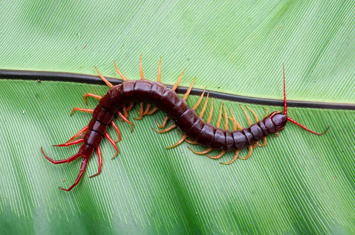 Fakta Unik Lipan: Ciri, Habitat, dan Gigitannya