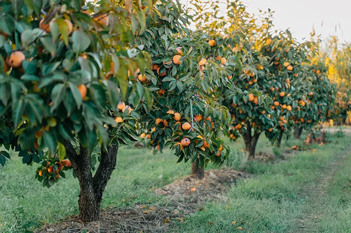 Pohon Kesemek: Kenali Lebih Dekat dan Cara Budidaya