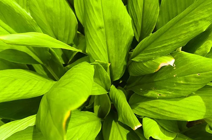 Daun Kunyit: Manfaat Sehat Alami dan Cara Olahnya