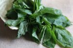 Daun Pohpohan: Manfaat Sehat dan Cara Konsumsi