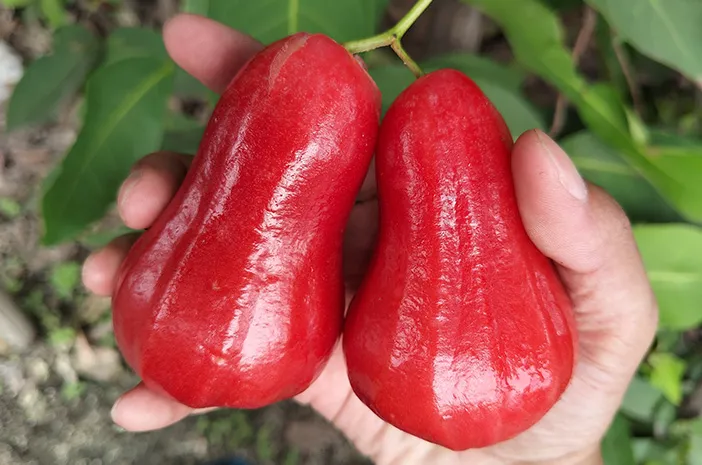 Jambu Citra: Info Lengkap, Manfaat, dan Cara Budidaya