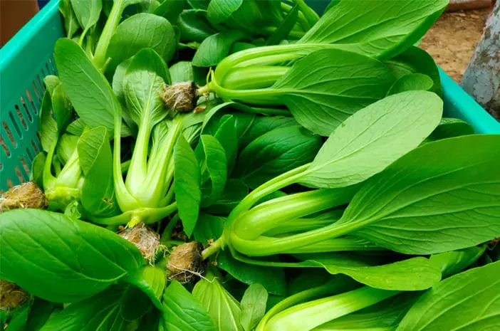 Ketahui Kandungan Nutrisi dan Manfaat dalam Pakcoy