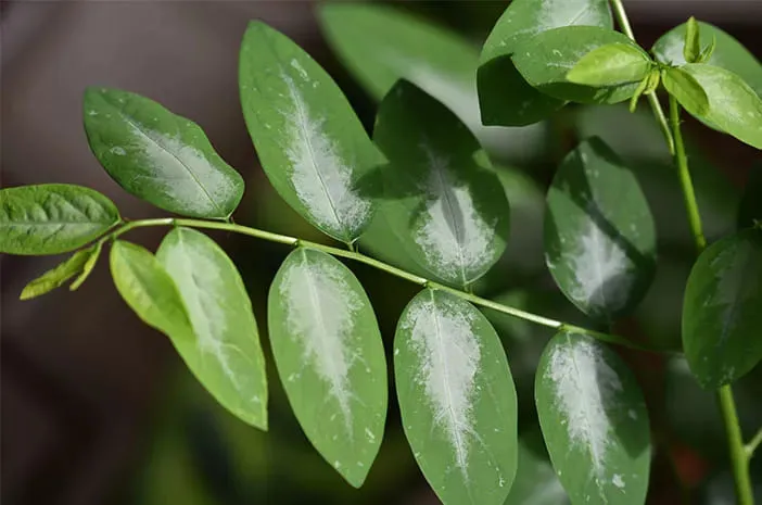 Manfaat Daun Katuk untuk Melancarkan Produksi ASI