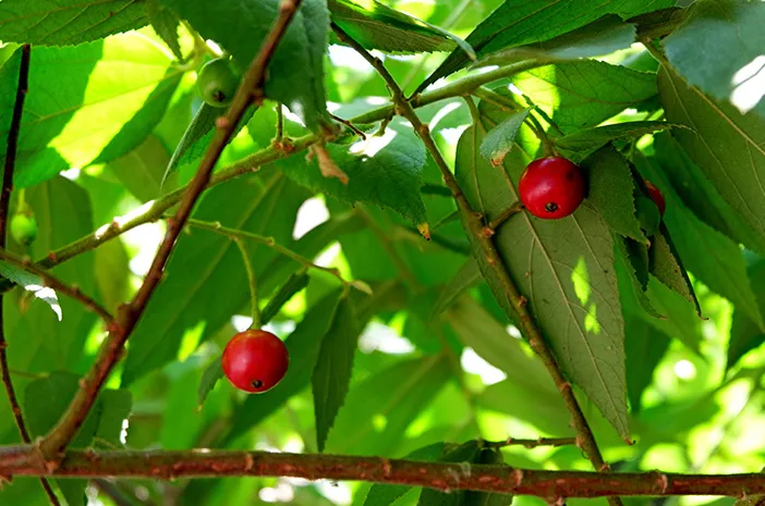 Pohon Kersen: Ciri, Manfaat, dan Cara Menanamnya