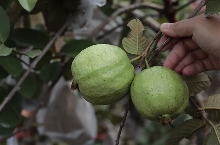 Jambu Klutuk: Manfaat Sehat dan Cara Menanamnya!