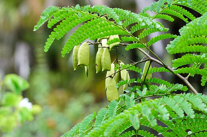 Pohon Secang: Manfaat, Pengolahan, dan Budidaya Mudah