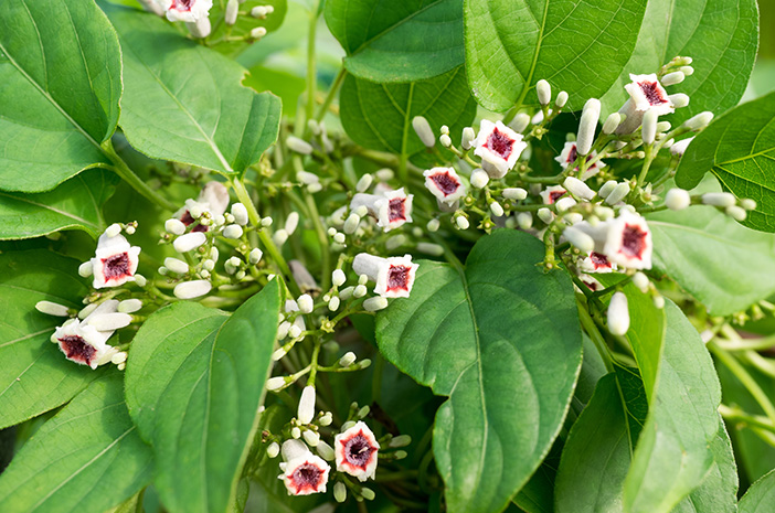 Daun Sembukan: Khasiat, Manfaat, dan Cara Mengolah