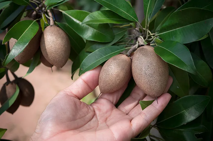 Sawo Manila: Kenali Manfaat dan Cara Budidayanya