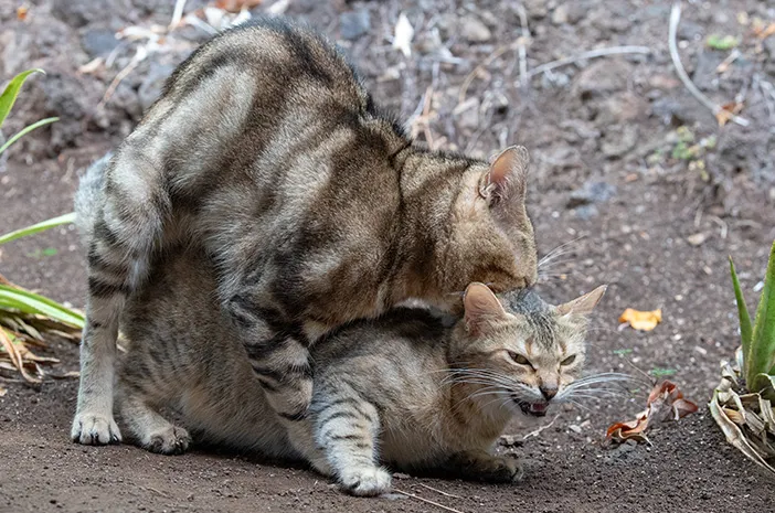Kucing Kawin: Ciri-Ciri, Proses, dan Waktu yang Tepat