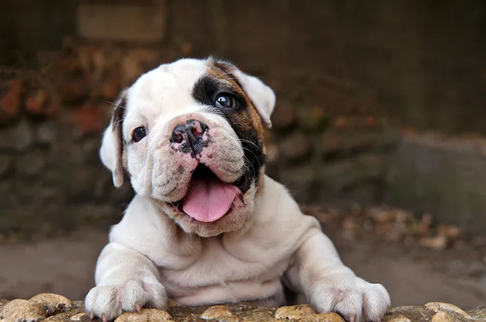 Anjing Buldog: Panduang Lengkap, Info dan Tips Merawat