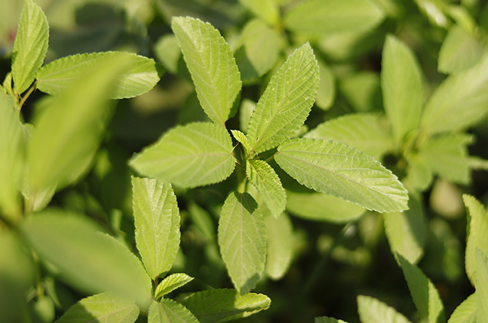 Tanaman Rami: Kenali Lebih Dekat, Manfaat, dan Cara Tanam