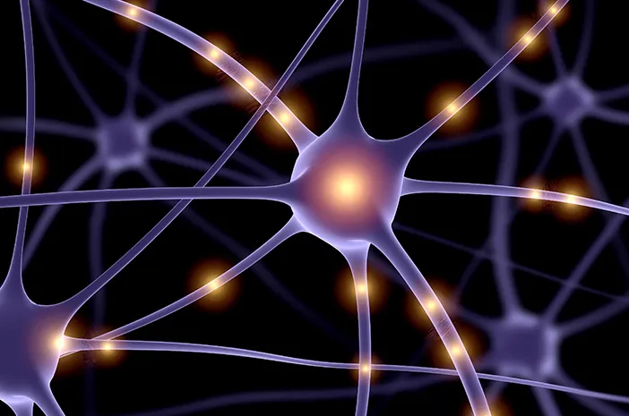 Fungsi Dendrit Saraf: Pengertian dan Perannya