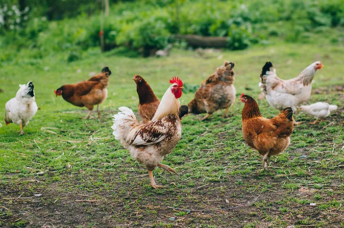 Perbedaan Kandungan Gizi Ayam Kampung dan Ayam Negri