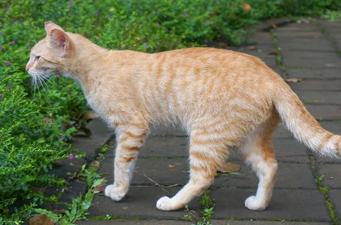 Kucing Oren: Fakta, Karakter, dan Cara Merawatnya agar Tetap Sehat