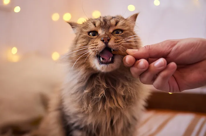 Snack Kucing: Kenali Jenis, Kandungan, dan Waktu Tepat Memberikannya