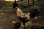 beternak ayam kampung