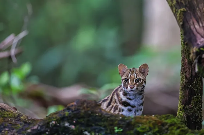 Mengenal Macan Akar: Kucing Hutan yang Dilindungi