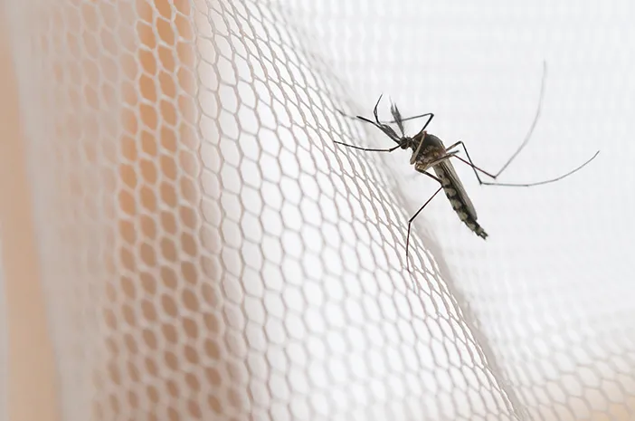What is Mosquito Net? Here's Everything You Need to Know
