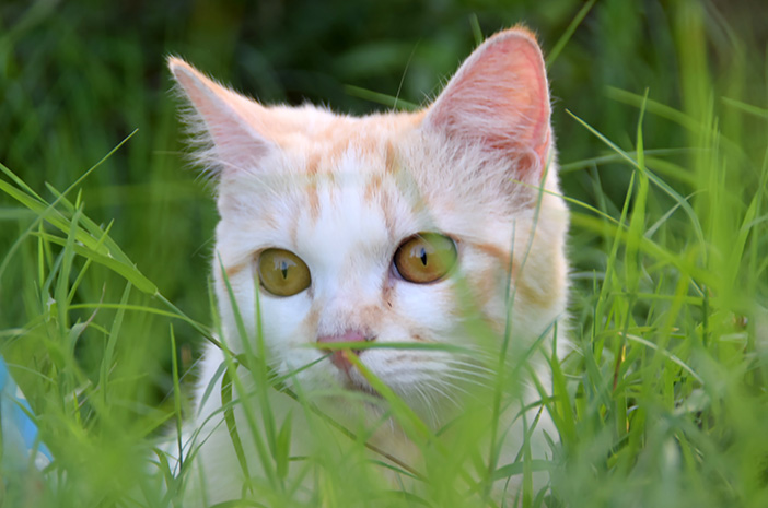 Kucing Mixdom: Ciri, Perawatan, dan Kesehatannya