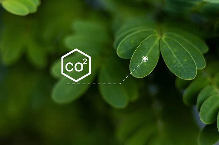 Fotosintesis: Proses Penting Tumbuhan dan Manfaatnya