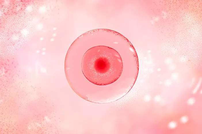 Morula: Tahapan Awal Embrio, Ini Prosesnya