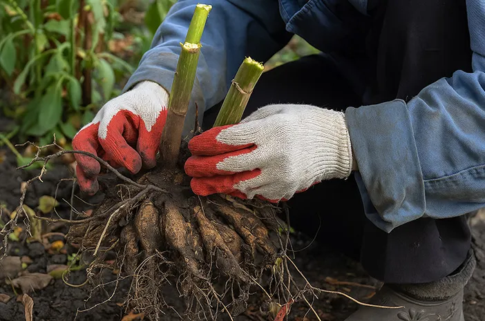 Contoh Umbi Batang dan Manfaatnya untuk Kesehatan