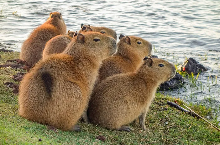 Hewan Kapibara, Ini Fakta Unik yang Perlu Diketahui