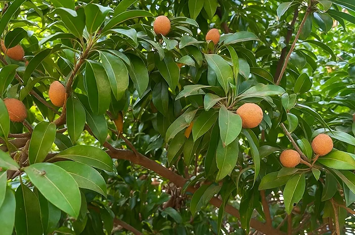 Kaya Akan Serat, Ini Manfaat Sawo untuk Kesehatan