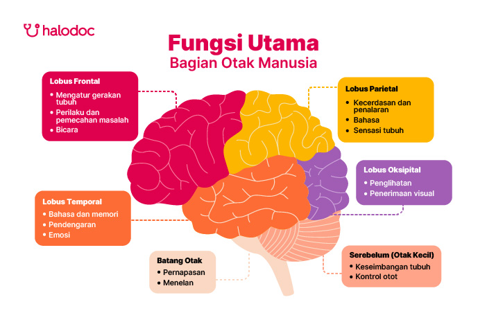 Fungsi Utama Bagian Otak Manusia - anatomi otak