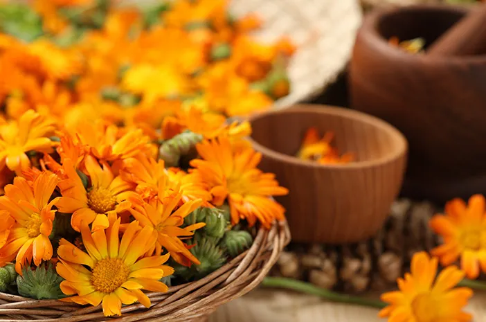 Manfaat Calendula untuk Kesehatan yang Perlu Kamu Tahu