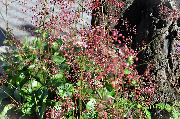 Segudang Manfaat Ginseng Jawa bagi Kesehatan