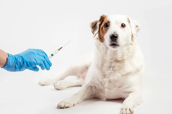 Vaksin Rabies Anjing: Lindungi Anjing Kesayanganmu