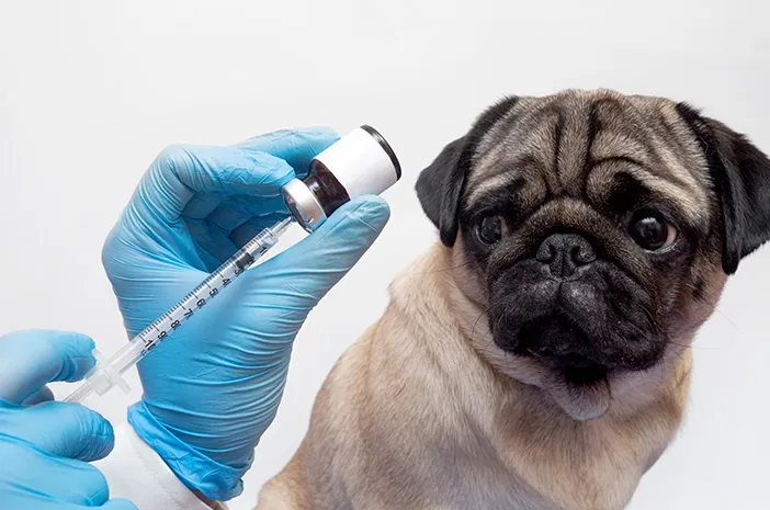 Vaksin Bordetella Anjing: Lindungi Si Manis Sekarang