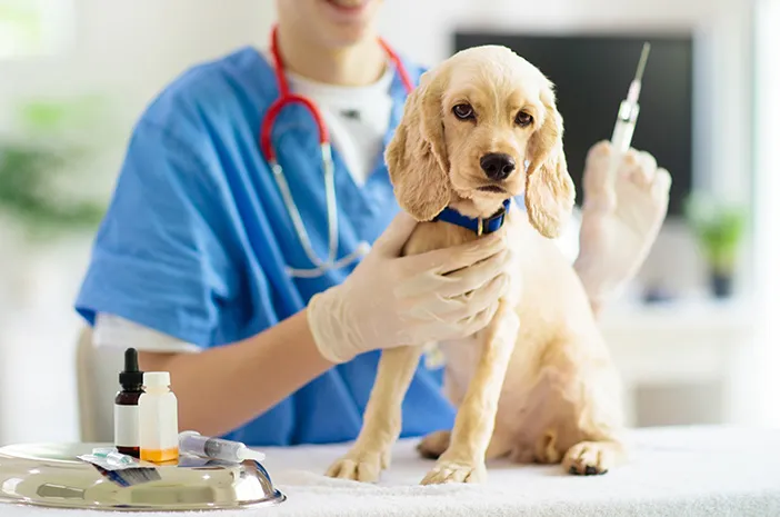 Vaksin Distemper Anjing: Lindungi Anjing Kesayanganmu