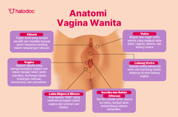 Anatomi Vagina Wanita