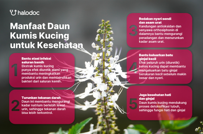 Manfaat Daun Kumis Kucing