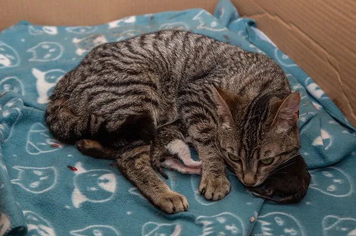 Kucing Melahirkan? Ini Panduan Lengkap yang Perlu Diketahui