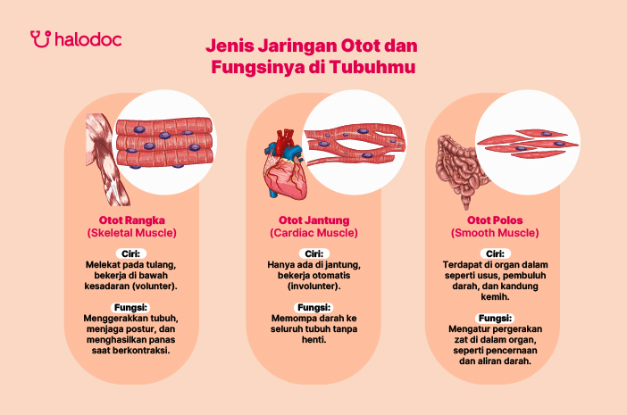 Jenis-Jenis Jaringan Otot dan Fungsinya