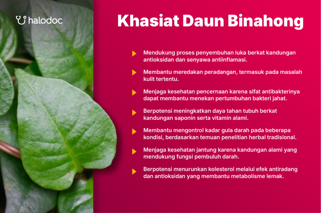Khasiat Daun Binahong