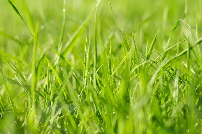 Ini Jenis Rumput dan Manfaatnya yang Perlu Diketahui