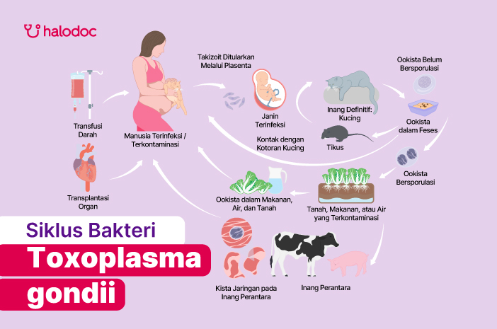 Siklus bateri Toxoplasma gondii